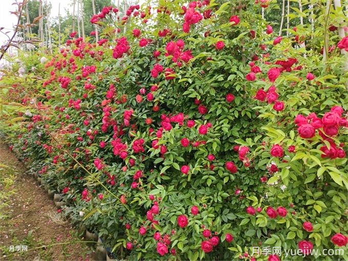 院子再小，也要養(yǎng)上紅木香月季！開花量大，開成花海！(圖3)