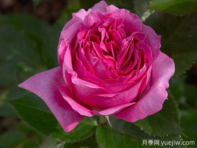 伯納黛特拉方特月季介紹，花美花大濃香勤花(圖1)