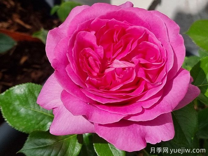 伯納黛特拉方特月季介紹，花美花大濃香勤花(圖2)