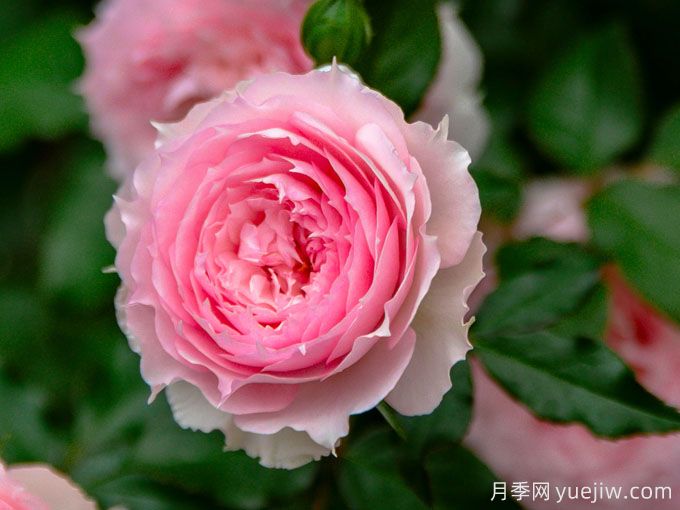 夢中情花？耐曬耐雨淋！5個(gè)天狼月季品種推薦(圖3)