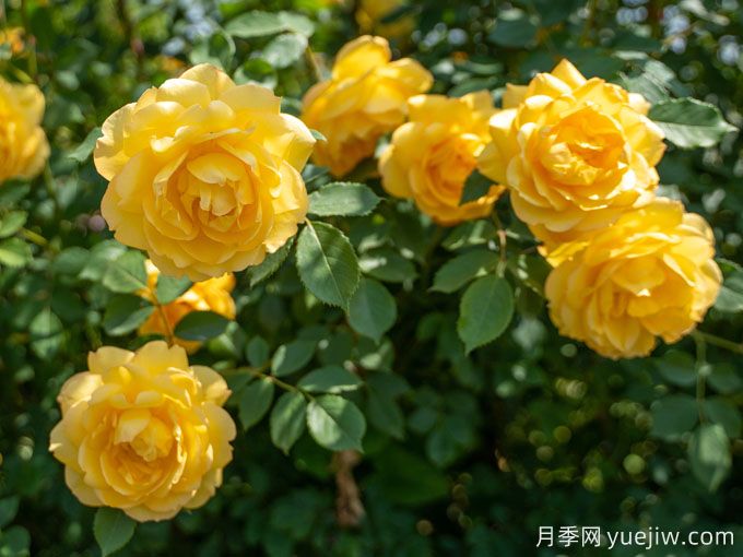 夢中情花？耐曬耐雨淋！5個(gè)天狼月季品種推薦(圖5)