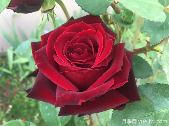 黑珍珠月季，神秘美麗的黑色玫瑰(圖1)