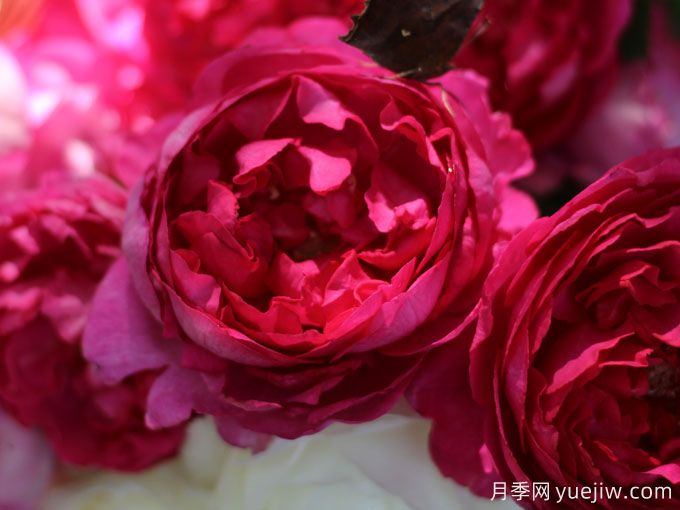 胭脂香水月季，美妙色彩和濃郁香氣的伊芙月季(圖1)