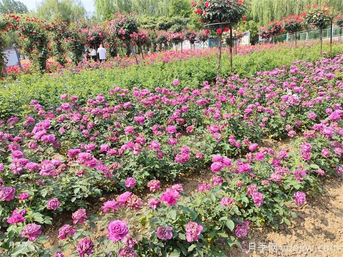 種植和管理地栽月季需要注意些什么？(圖2)