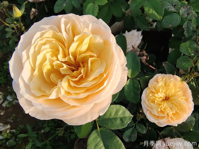 夏天10大美花，必須得有月季花(圖1)