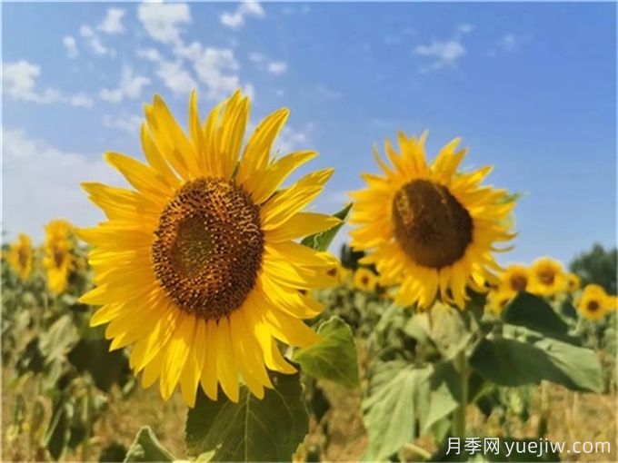 夏天10大美花，必須得有月季花(圖2)