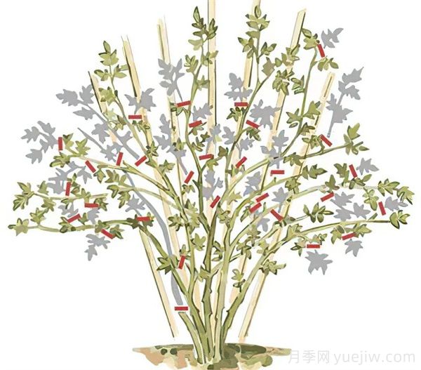 月季苗修剪全攻略，助你成為修剪高手(圖3)