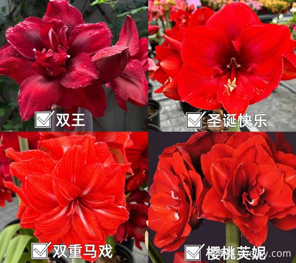 ?紅橙粉白，四大色系朱頂紅品種盤點(圖1)