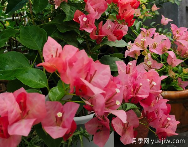***勤花的5個三角梅品種，又美又勤勞(圖1)