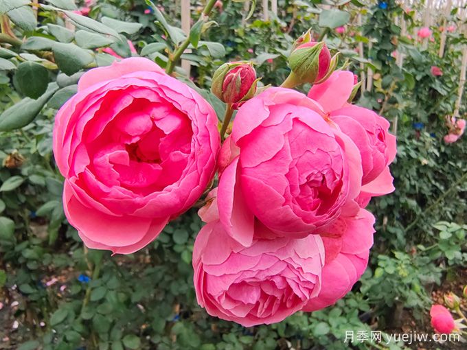 月季是每個月都開花嗎？怎樣讓月季每個月都開花？(圖1)
