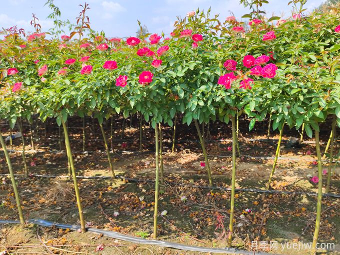 月季是每個月都開花嗎？怎樣讓月季每個月都開花？(圖3)