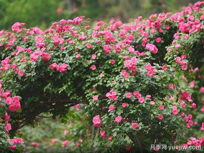 資陽(yáng)字庫(kù)山的月季花海盛宴，趕赴美麗(圖2)