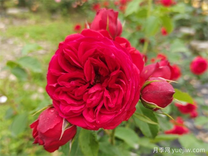月季推薦，紅蘋(píng)果(圖1)