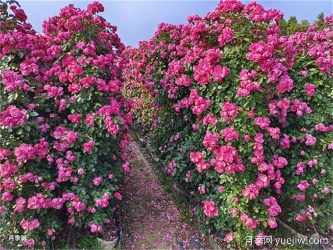 如何打造一面月季花墻？(圖3)