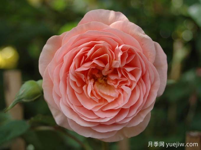 如果你喜歡淡雅，推薦5個橙杏色和桃粉色月季(圖4)