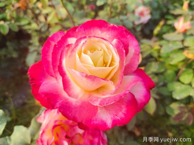 適合城市家庭種的7種花，萬種挑一的精選品種(圖2)
