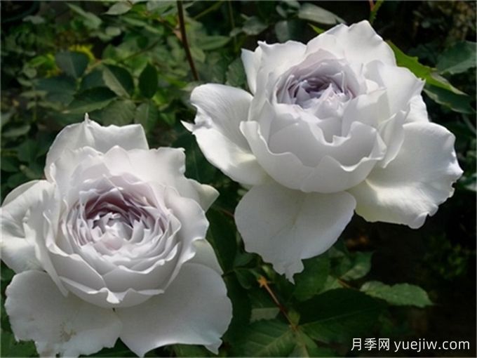 適合城市家庭種的7種花，萬種挑一的精選品種(圖4)