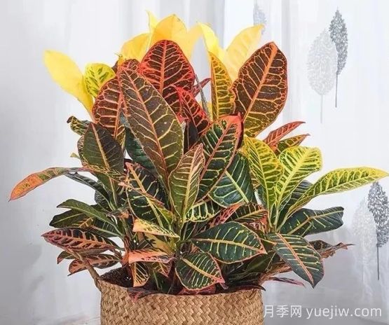 變葉木的養(yǎng)護方法及注意事項有哪些(圖1)