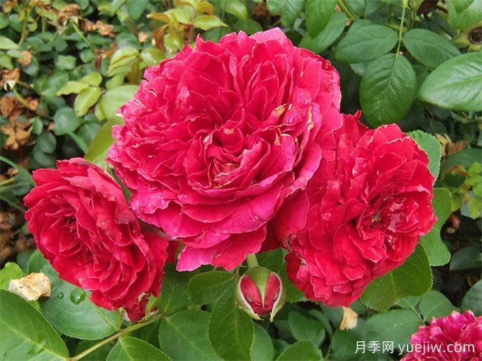 只種一款紅色爬藤月季，強(qiáng)力推薦紅達(dá)月季(圖2)