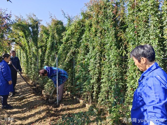 藤本月季牽引別著急，做錯可能春天花量減一半(圖2)