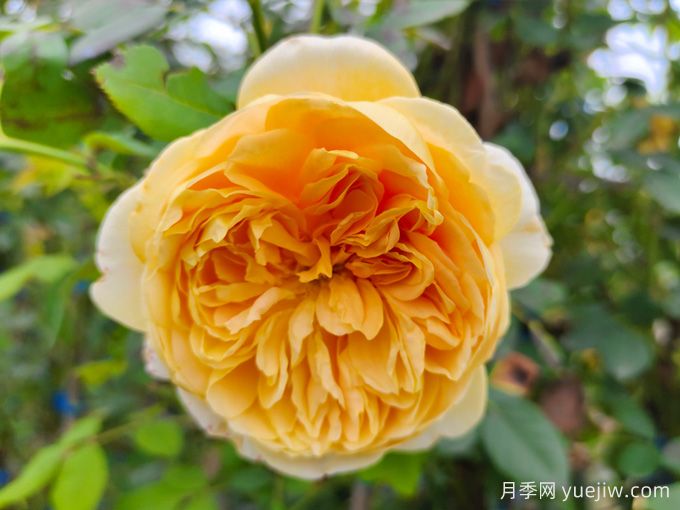 黃金慶典月季，分枝多花量大，香氣濃郁花期長(圖1)