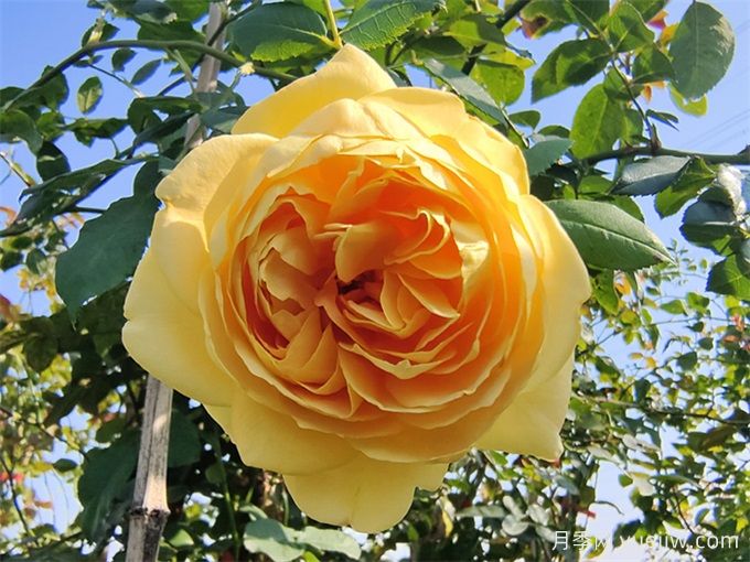 黃金慶典月季，分枝多花量大，香氣濃郁花期長(圖3)