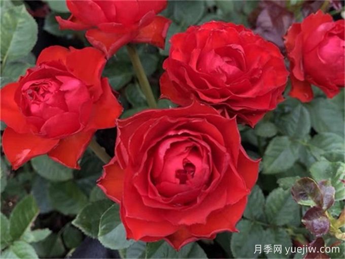 月季是歲月里的詩歌，走進(jìn)那些好聽又好看的月季品種(圖5)