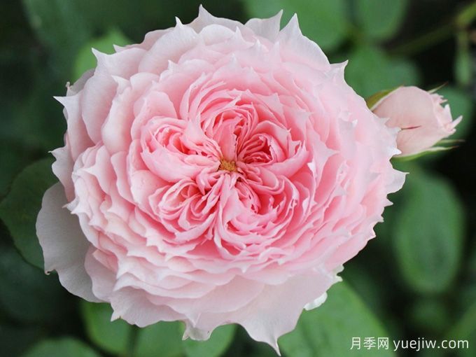 莫妮卡戴維月季，花美香濃、復(fù)花快、抗病性強(qiáng)(圖1)
