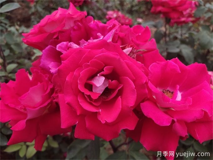 玫瑰花語數(shù)學(xué)課：一朵、三朵還是百朵？(圖3)