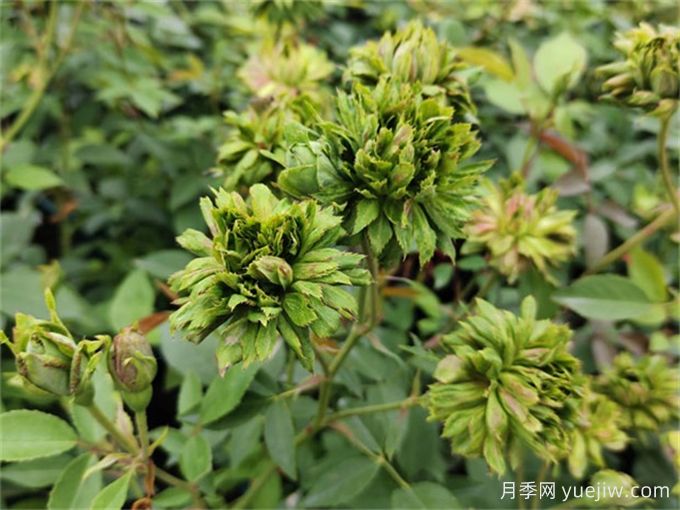 綠萼月季，綠色的古老國(guó)寶月季(圖1)