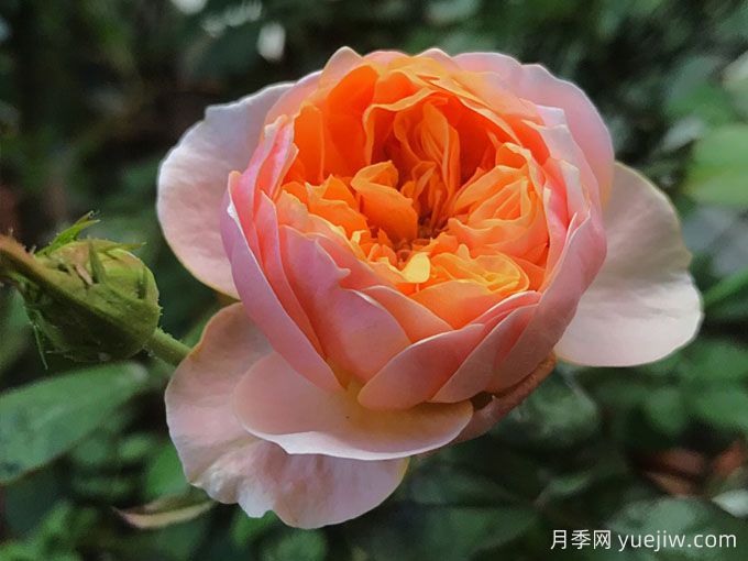 溫柔珊瑚心月季，花型精致適應(yīng)性強的月季(圖2)