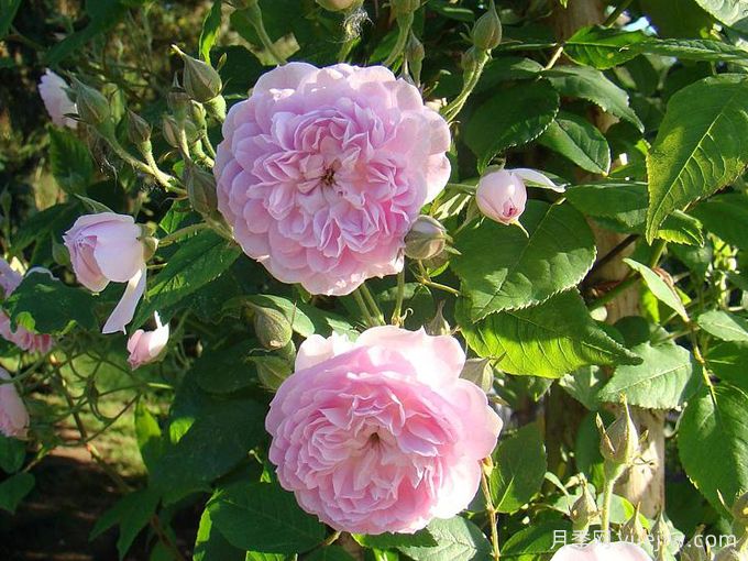 30款巨型爬藤月季，高度達(dá)5米能做花墻拱門(圖1)