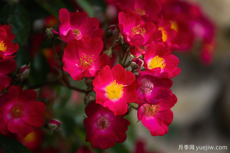 30款巨型爬藤月季，高度達(dá)5米能做花墻拱門(圖2)
