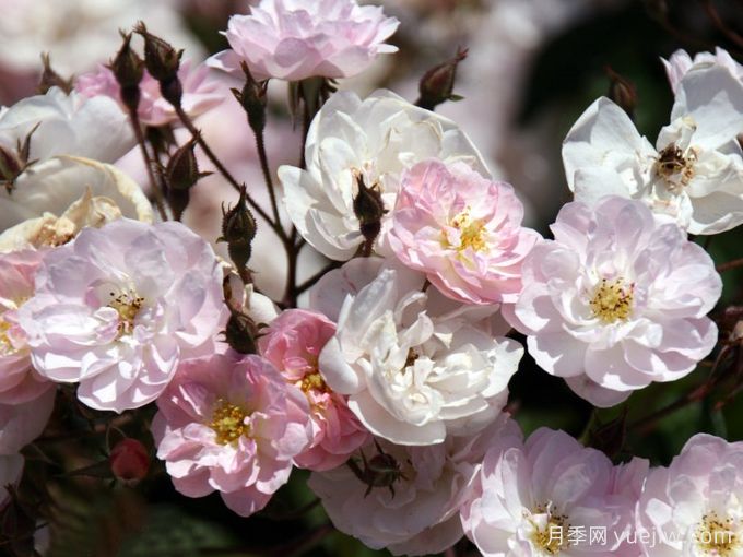 30款巨型爬藤月季，高度達(dá)5米能做花墻拱門(圖3)