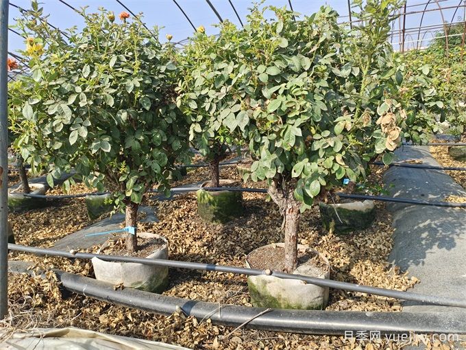 全國月季11月花事，南賞花北過冬(圖1)
