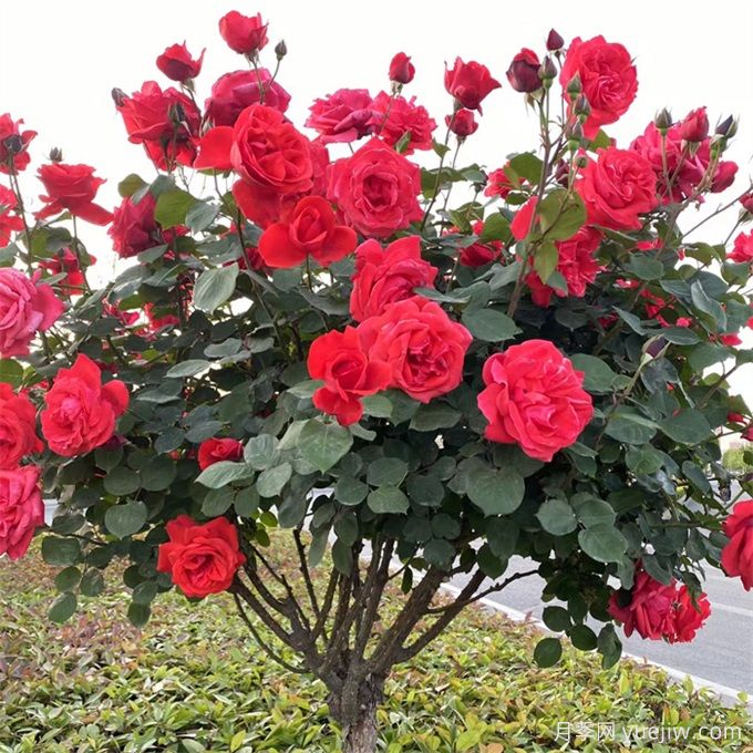 如何選擇適合干道綠化帶的植物？推薦適合品種(圖1)