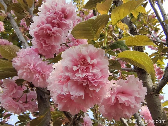 中國(guó)常見行道、庭蔭、園林樹種簡(jiǎn)介（總結(jié)40個(gè)）(圖4)