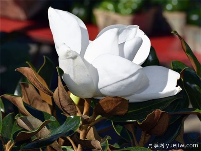 中國(guó)常見行道、庭蔭、園林樹種簡(jiǎn)介（總結(jié)40個(gè)）(圖3)