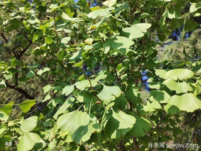中國(guó)常見行道、庭蔭、園林樹種簡(jiǎn)介（總結(jié)40個(gè)）(圖2)