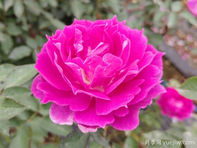 蝴蝶蘭和月季花有什么不同處？蝴蝶蘭和月季花哪個(gè)好養(yǎng)？(圖1)