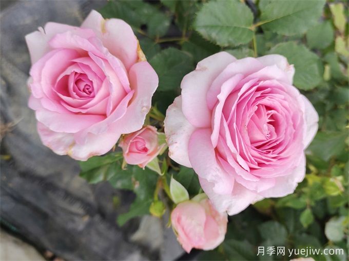 月季介紹，粉黛月季(圖1)