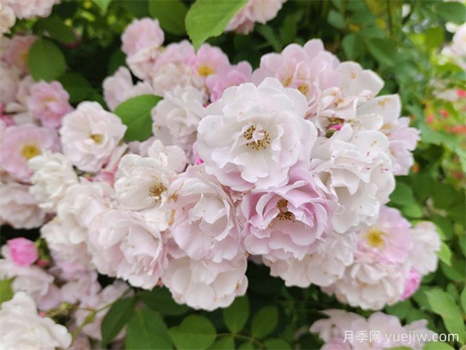 世界上***浪漫的10種花，月季花排首位(圖3)