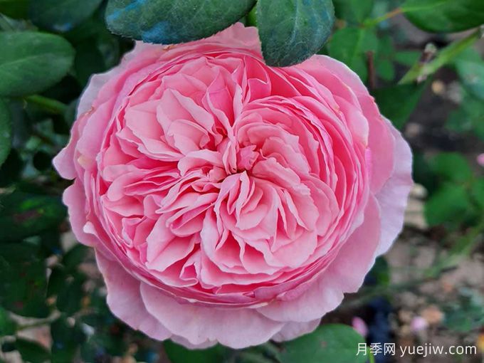 凱麗月季，耐熱耐曬耐雨淋，花期長(zhǎng)豐花勤花(圖1)