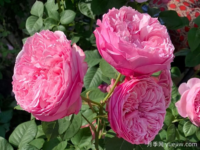 凱麗月季，耐熱耐曬耐雨淋，花期長(zhǎng)豐花勤花(圖2)