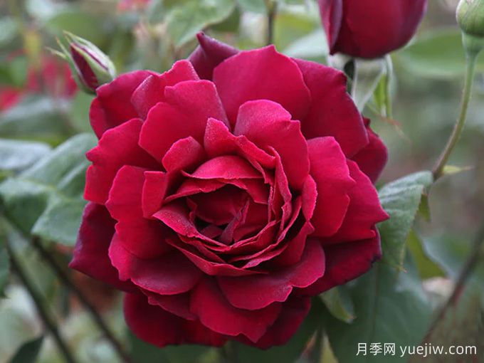 俄克拉荷馬月季，紅寶石玫瑰閃耀在你的花園(圖1)