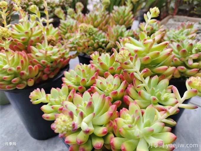 十種省心植物，不用勤澆水(圖1)