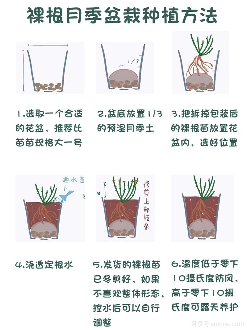 月季裸根苗的優(yōu)點(diǎn)？裸根月季如何種植？(圖2)