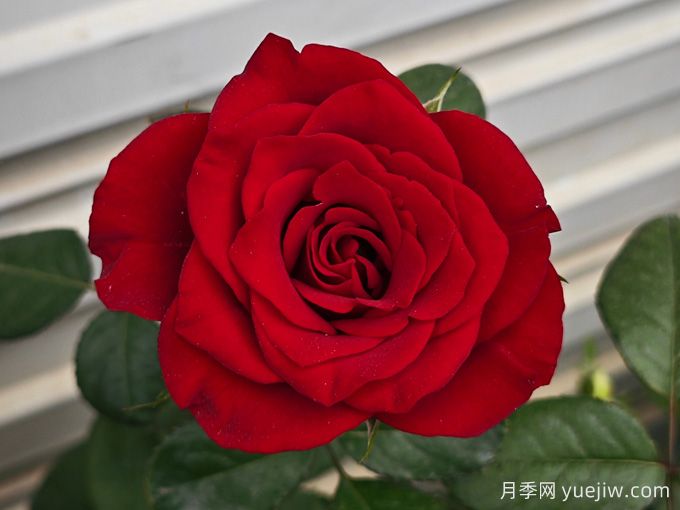 高原紅月季，花期長(zhǎng)觀賞價(jià)值高的月季(圖2)