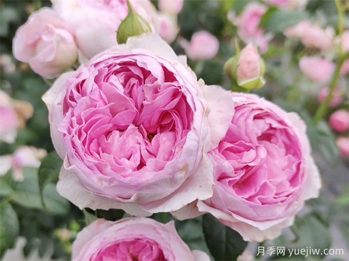 月季花前、花期、花后的施肥辦法(圖1)