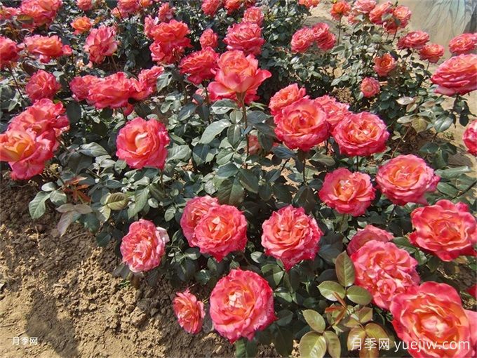 礦山修復綠化：植物配置如何改變生態(tài)？(圖1)